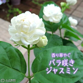バラ咲きジャスミン 9cmポット苗 （ 八重咲き / マツリカ / ピカケ / アラビアンジャスミン ） ハーブ