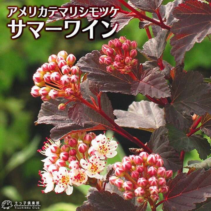 5年保証 アメリカテマリシモツケ ディアボロ 1本 銅葉が綺麗で育てやすい 苗 鉢植え ガーデニングに