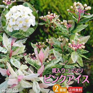 Rf} w sNACX x 9cm|bgc@y  z y 2Zbg z