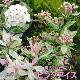楽天市場 植木 種類 植物 コデマリ ガーデニング 農業 花 ガーデン Diy の通販