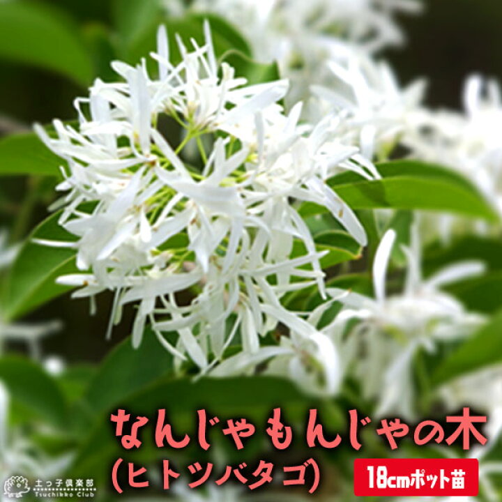 楽天市場 なんじゃもんじゃの木 ヒトツバタゴ 18cmポット大苗 花と緑の専門店 土っ子倶楽部