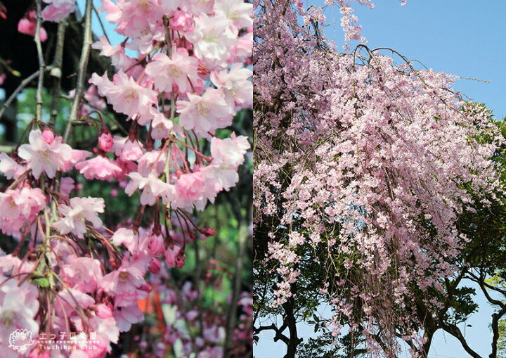 楽天市場 八重しだれ桜 ピンク 接ぎ木 4号鉢植え 八重紅枝垂 花と緑の専門店 土っ子倶楽部
