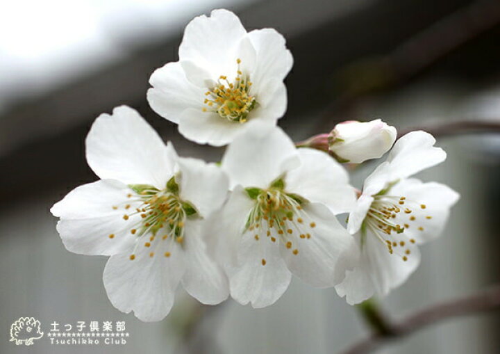 楽天市場 一重しだれ桜 白 接ぎ木 7号鉢植え 花と緑の専門店 土っ子倶楽部