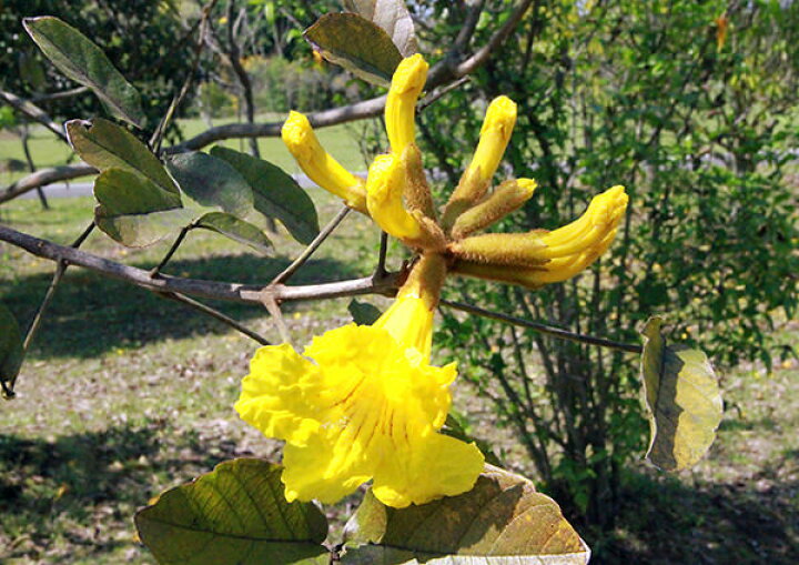楽天市場 イペー 12cmポット苗 珍種 花と緑の専門店 土っ子倶楽部 楽天市場 イペー 12cmポット苗 珍種 花と緑の専門店 土っ子倶楽部