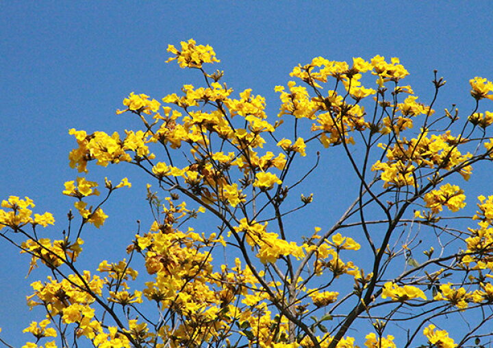 楽天市場 イペー 12cmポット苗 珍種 花と緑の専門店 土っ子倶楽部 楽天市場 イペー 12cmポット苗 珍種 花と緑の専門店 土っ子倶楽部