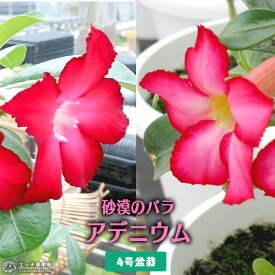 楽天市場 バラ 観葉植物 花 観葉植物 花 ガーデン Diyの通販