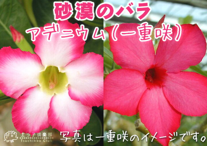 楽天市場 砂漠のバラ アデニウム 4号鉢植え 選べる花色 人気品種2色 花と緑の専門店 土っ子倶楽部