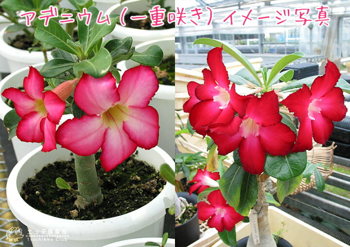 楽天市場 砂漠のバラ アデニウム 4号鉢植え 選べる花色 人気品種2色 花と緑の専門店 土っ子倶楽部