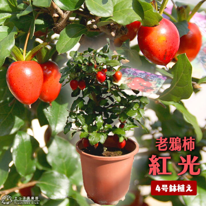 楽天市場 実付き ロウヤガキ 老鴉柿 紅光 5号鉢植え 老爺柿 ロウヤカキ 花と緑の専門店 土っ子倶楽部