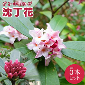 楽天市場 沈丁花 赤の通販