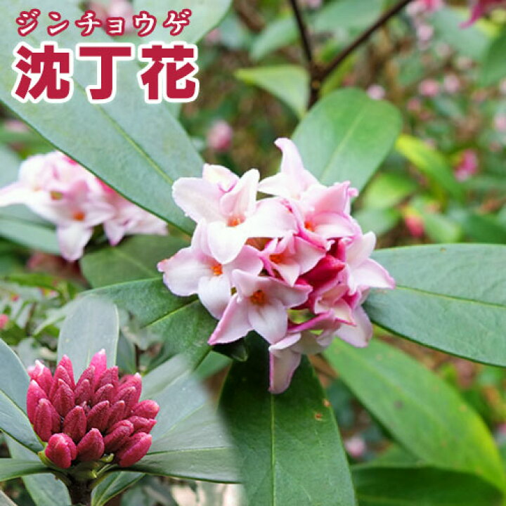 楽天市場 沈丁花 ジンチョウゲ 赤花 15cmポット苗 花と緑の専門店 土っ子倶楽部