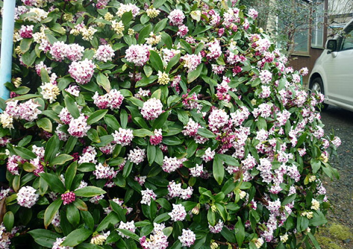 ジンチョウゲ 赤花 沈丁花苗木 Sale 103 Off 沈丁花苗木