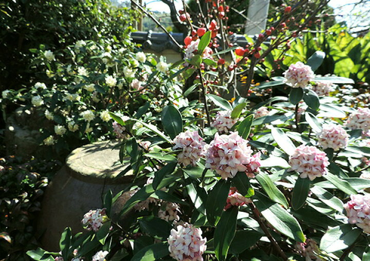 楽天市場 沈丁花 ジンチョウゲ 赤花 15cmポット苗 花と緑の専門店 土っ子倶楽部