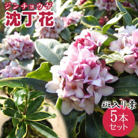 楽天市場 斑入り 沈丁花の通販