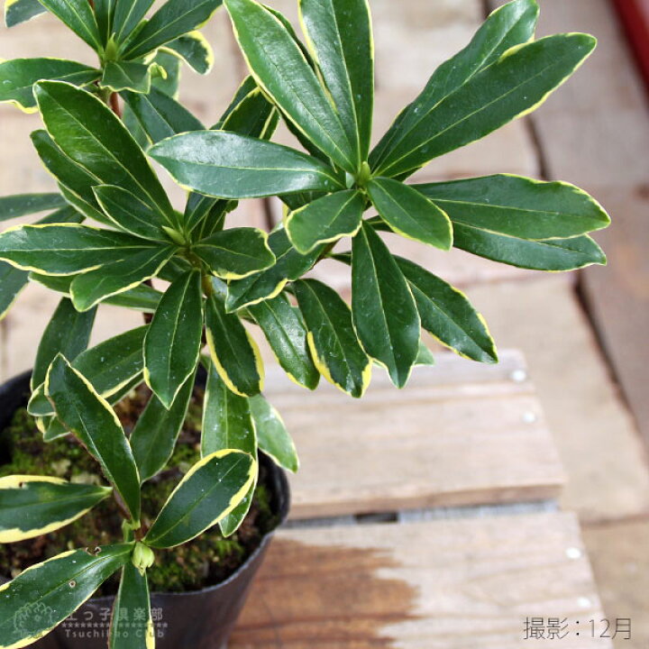 楽天市場 斑入り 沈丁花 赤花 15cmポット苗 フクリン ジンチョウゲ 花と緑の専門店 土っ子倶楽部