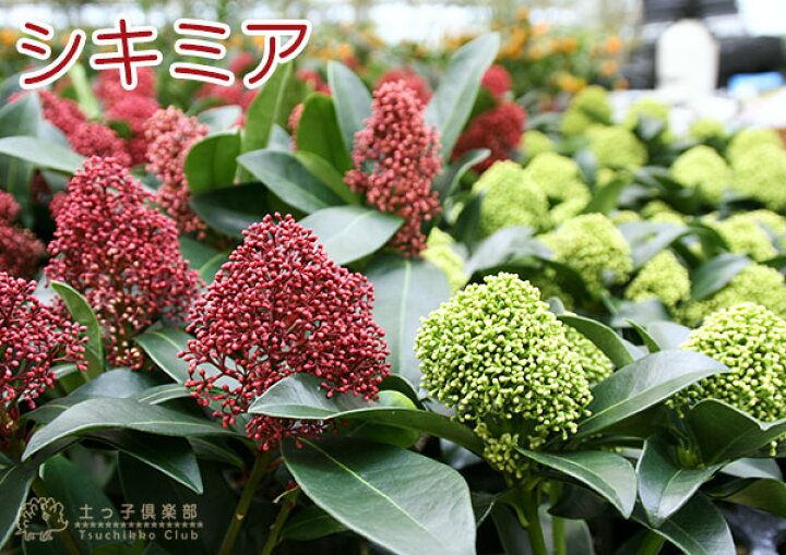 楽天市場 シキミア スキミア 10 5cmポット 苗木 ルベラ ホワイトグローブ 選べる品種 花と緑の専門店 土っ子倶楽部
