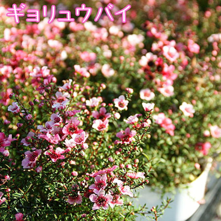 楽天市場 ギョリュウバイ 4号鉢植え 苗木 魚柳梅 御柳梅 花と緑の専門店 土っ子倶楽部
