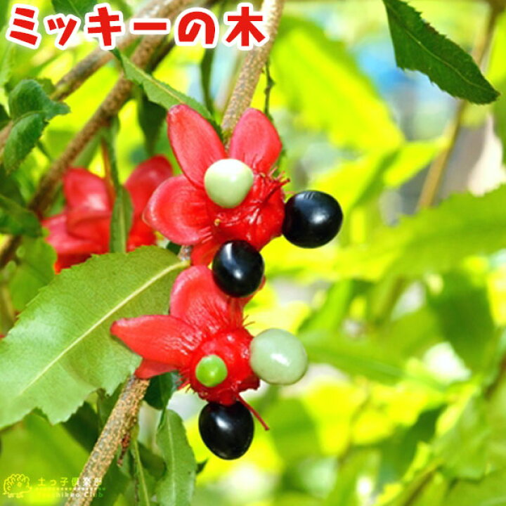 楽天市場 ミッキーの木 オクナ セルラタ 13 5cmポット 苗木 花と緑の専門店 土っ子倶楽部
