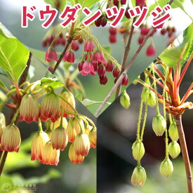 楽天市場 サラサドウダン 種類 植物 ドウダンツツジ の通販
