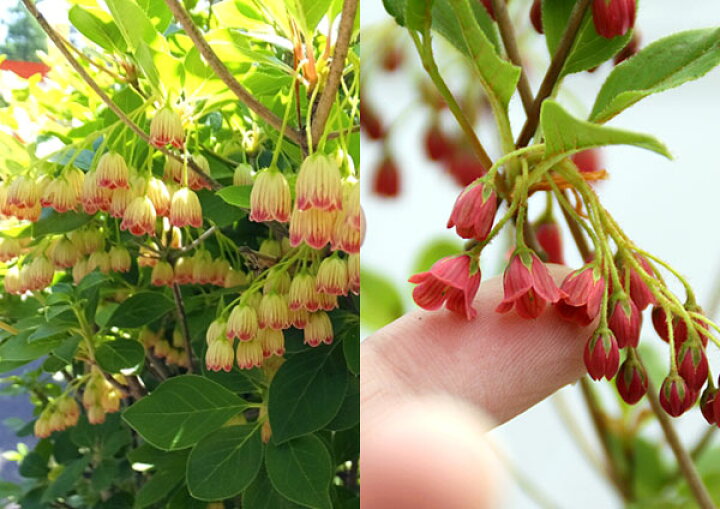 楽天市場 ドウダンツツジ 岩しだれ 口紅更紗 黄花 柳葉紅 9cmポット苗 選べる品種 サラサドウダン 花と緑の専門店 土っ子倶楽部