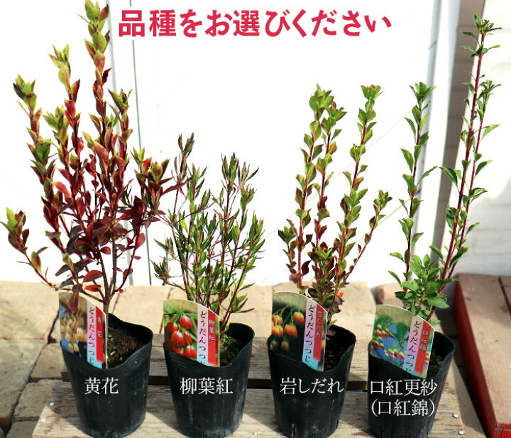 楽天市場 ドウダンツツジ 岩しだれ 口紅更紗 黄花 柳葉紅 9cmポット苗 選べる品種 サラサドウダン 花と緑の専門店 土っ子倶楽部 楽天市場 ドウダンツツジ 岩しだれ 口紅更紗 黄花 柳葉紅 9cmポット苗 選べる品種 サラサドウダン 花と緑の専門店 土っ子倶楽部