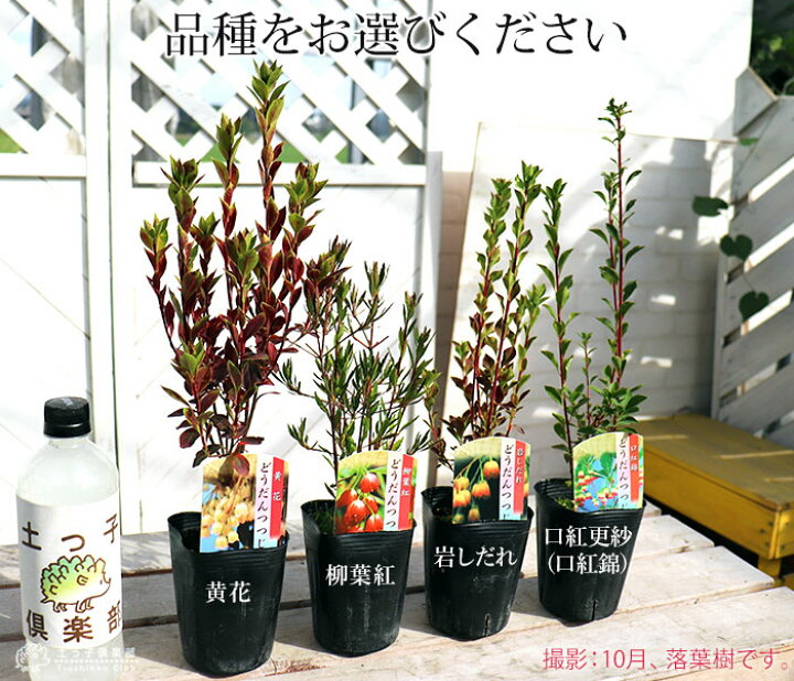 楽天市場 ドウダンツツジ 岩しだれ 口紅更紗 黄花 柳葉紅 9cmポット苗 選べる品種 サラサドウダン 花と緑の専門店 土っ子倶楽部 楽天市場 ドウダンツツジ 岩しだれ 口紅更紗 黄花 柳葉紅 9cmポット苗 選べる品種 サラサドウダン 花と緑の専門店 土っ子倶楽部