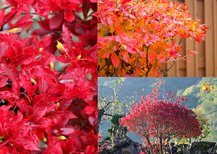 楽天市場 ドウダンツツジ 岩しだれ 口紅更紗 黄花 柳葉紅 9cmポット苗 選べる品種 サラサドウダン 花と緑の専門店 土っ子倶楽部