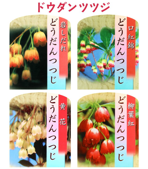 楽天市場 ドウダンツツジ 岩しだれ 口紅更紗 黄花 柳葉紅 9cmポット苗 選べる品種 サラサドウダン 花と緑の専門店 土っ子倶楽部