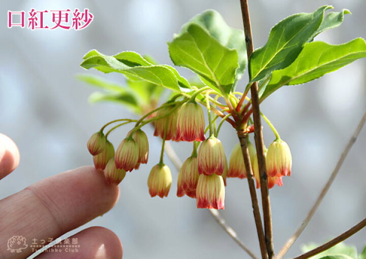 楽天市場 ドウダンツツジ 岩しだれ 口紅更紗 黄花 柳葉紅 9cmポット苗 選べる品種 サラサドウダン 花と緑の専門店 土っ子倶楽部