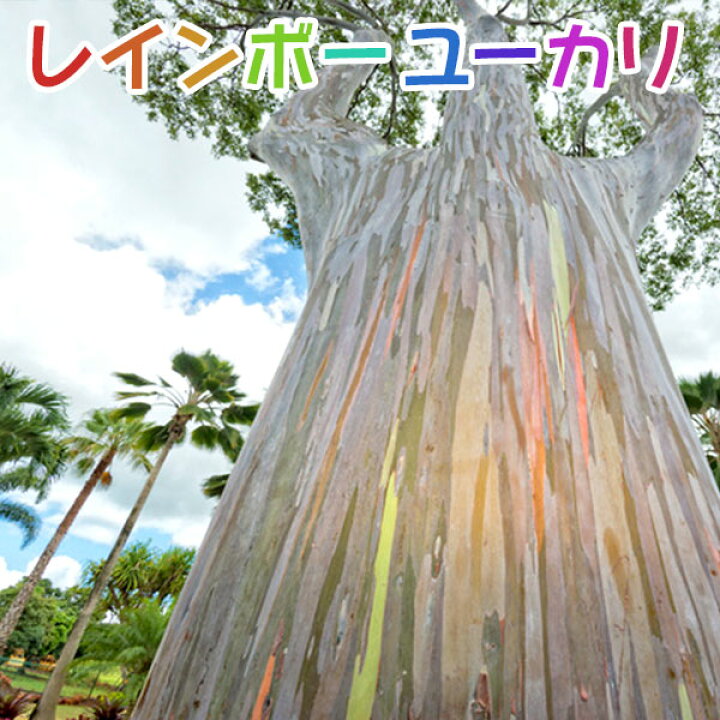楽天市場 珍種 ユーカリの木 レインボーユーカリ 12cmポット苗 別名 ミンダナオガムツリー 花と緑の専門店 土っ子倶楽部
