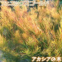 アカシアの木『 フェニックスゴールド 』 苗木（ 珍種 ）10.5cmロング～12cmポット