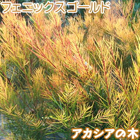 アカシアの木『 フェニックスゴールド 』 苗木（ 珍種 ）10.5cmロング〜12cmポット