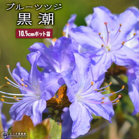 ブルーツツジ 『 黒潮 （ クロシオ ） 』 10.5cmポット苗