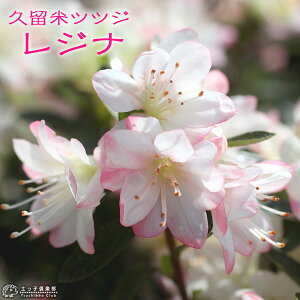 _95߂g^CZ[30OFFΏہ^ văccW w Wi x 12cm|bgc ccW c c  _ Ԑ yqy