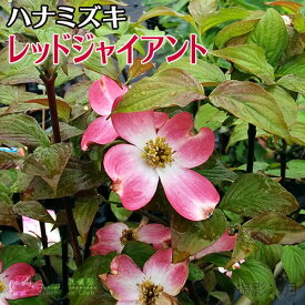 楽天市場 ハナミズキ の 品種の通販