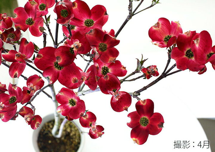 楽天市場 ハナミズキ レッドビューティ 5号鉢植え 花と緑の専門店 土っ子倶楽部