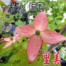楽天市場 ヤマボウシ ピンク 花 ガーデン Diy の通販 楽天市場 ヤマボウシ ピンク 花 ガーデン Diy の通販
