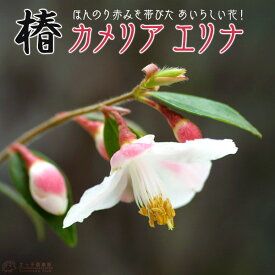 楽天市場 カメリア 花 ガーデン Diy の通販