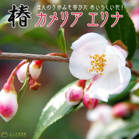 楽天市場 カメリア 花 ガーデン Diy の通販