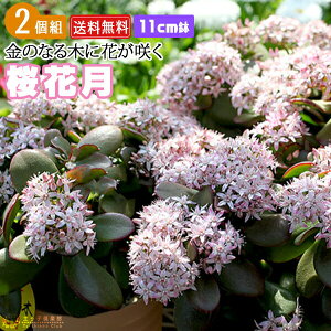 ԍ炭A w Ԍ i TNJQc jx 11cm i ̂Ȃ j y2Zbgz yz