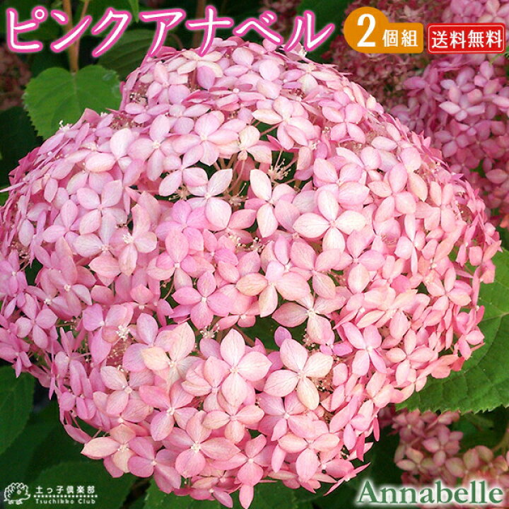 楽天市場 アジサイ ピンクアナベル 10 5cmポット苗 送料無料 2個セット 花と緑の専門店 土っ子倶楽部