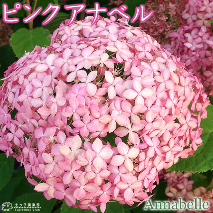 楽天市場 アジサイ ピンクアナベル 10 5cmポット苗 花と緑の専門店 土っ子倶楽部