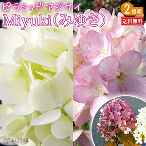 z s~bhAWTC@Miyukii݂䂫j 10.5cm|bgc@y  z y 2Zbg z