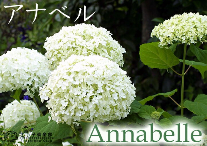 楽天市場 アジサイ アナベル 白 10 5cmポット苗 花と緑の専門店 土っ子倶楽部