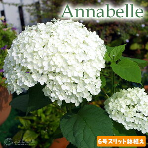アジサイ 『 アナベル 』 白　6号スリット鉢植え 苗木