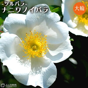 o w ijmCo x 12cm|bgc icoj o oc KN c yqy