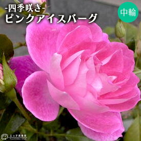 楽天市場 ピンク アイス バーグ バラの通販
