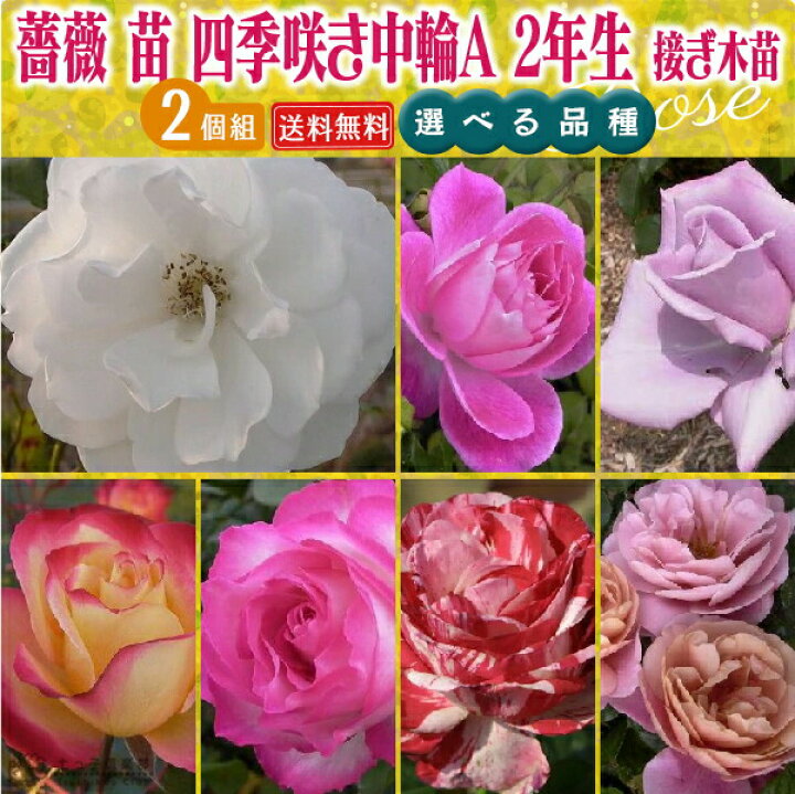 楽天市場 薔薇 苗 四季咲き中輪a 2年生 接ぎ木苗 2個セット 送料無料 選べる品種 花と緑の専門店 土っ子倶楽部