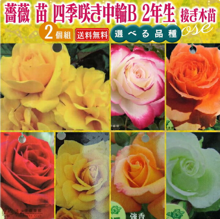 楽天市場】薔薇 苗 四季咲き中輪B 2年生 接ぎ木苗 【 2個セット 