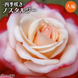 楽天市場 薔薇 ノスタルジーの通販